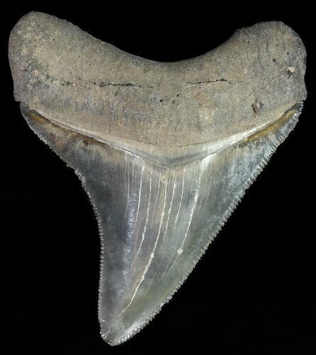 Serrated, Juvenile Megalodon Tooth #70567